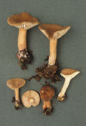 Lactarius subdulcis2 Mushroom