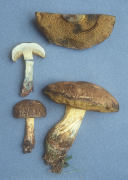 Boletus porosporus Mushroom