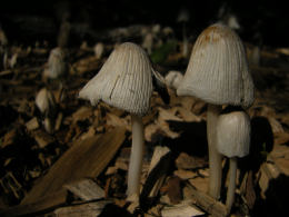 Coprinus domesticus3