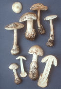 Amanita volvata Mushroom