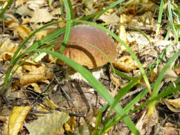 Cep Richard Scott