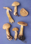 Cortinarius communis Mushroom