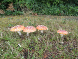 Amanita muscaria 26