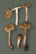 Inocybe adaequata.jpg Mushroom