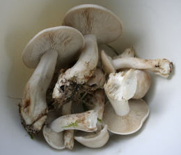 Calocybe gambosa WAS Tricholoma gambosum