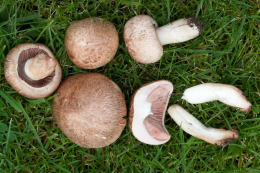 Agaricus porphyrocephalus3