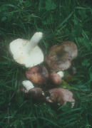 Russula cyanoxantha F Mushroom