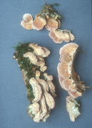 Trichaptum biforme Mushroom