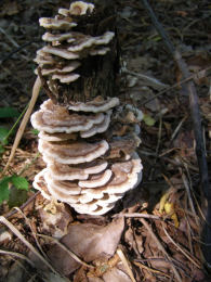 Trametes versicolor