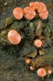 Nectria cinnabarina