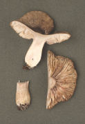 Tricholoma orirubens Mushroom