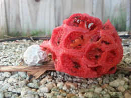 Clathrus ruber