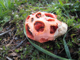 Clathrus ruber