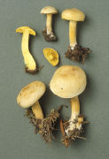 Tricholoma sulphureum Mushroom