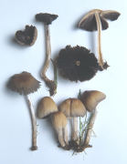 Coprinus micaceus 2 Mushroom