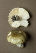 Russula aeruginea Mushroom