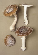 Amanita pantherina3.jpg Mushroom