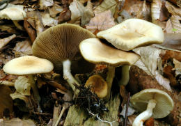 Agrocybe dura3