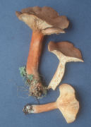 Lactarius aquifluus Mushroom