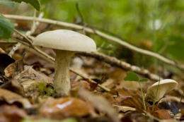 Clitocybe nebularis2