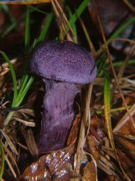 Cortinarius violaceus 2