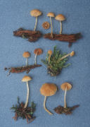 Galerina pallidispora Mushroom