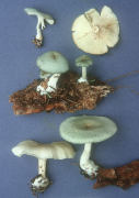 Clitocybe odora Mushroom