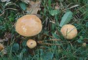 Suillus bovinus F Mushroom