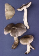 Tricholoma virgatum Mushroom