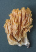 Ramaria aurea Mushroom