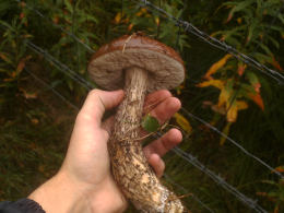 Leccinum scabrumF