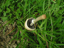 Panaeolus semiovatus