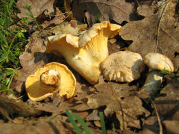 Cantharellus cibarius 13