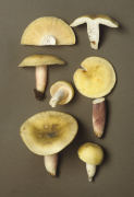 Russula violeipes Mushroom