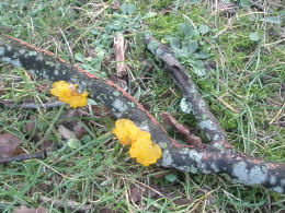 Dacrymyces palmatus