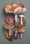 Lepista nuda 2 Mushroom