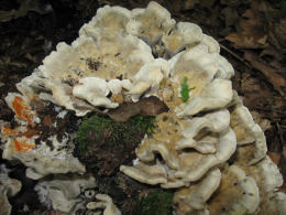 Bjerkandera adusta3
