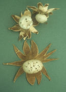 Myriostoma coliformis Mushroom