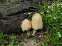 Coprinus domesticus3