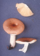 Russula humidicola Mushroom