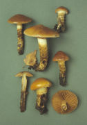 Cortinarius trivialis2 Mushroom