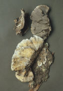 Bjerkandera adusta 2 Mushroom