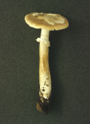 Amanita eliae.jpg Mushroom