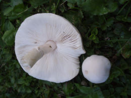 leucoagaricusl leucothites