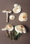 Lepiota cristata 2 Mushroom
