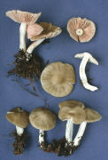 Entoloma griseum Mushroom