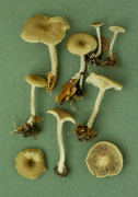 Clitocybe vibecina Mushroom