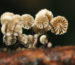 Marasmiellus ramealis