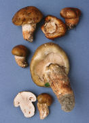 Armillaria zelleri Mushroom