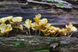 Cantharellus minor